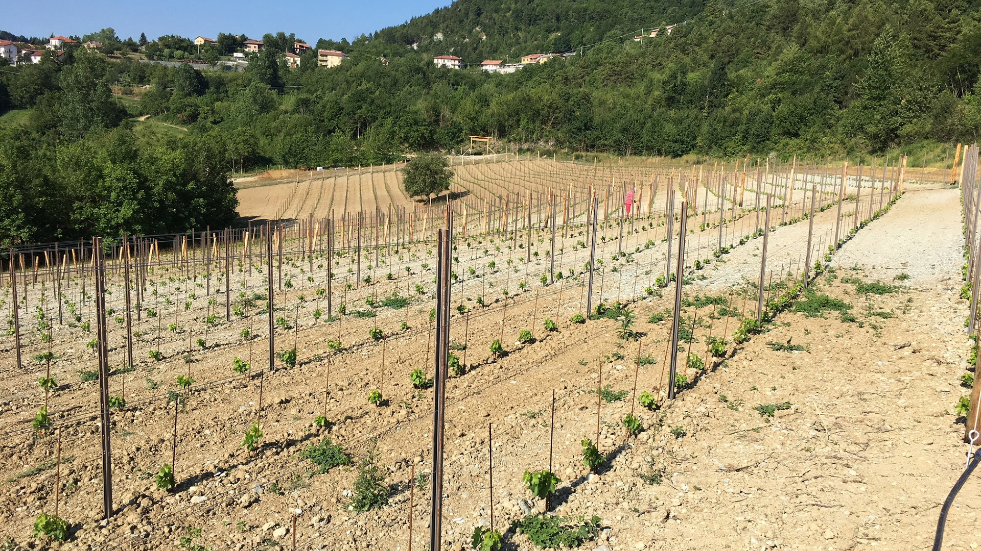Azienda Agricola RoccaVinealis | Roccavignale, Provincia di Savona | Coltivazione di Granaccia | Vino Rosso della Liguria