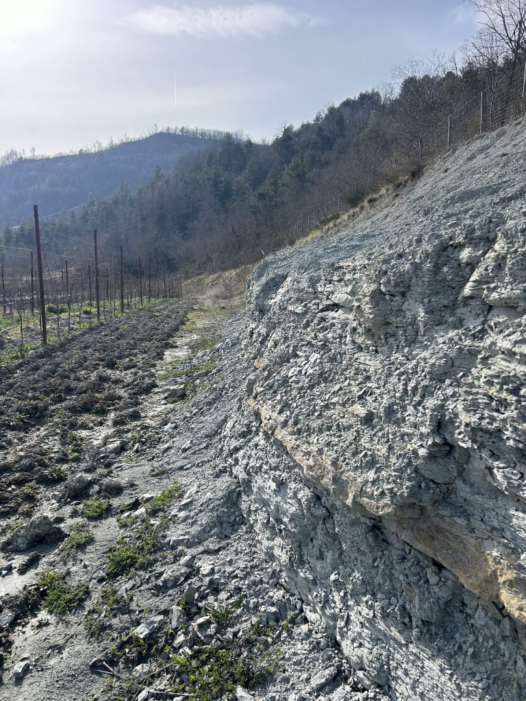 Azienda Agricola RoccaVinealis Roccavignale - Provincia di Savona Coltivazione di Granaccia e Vermentino - Terre Grigie - Mame Grigie
