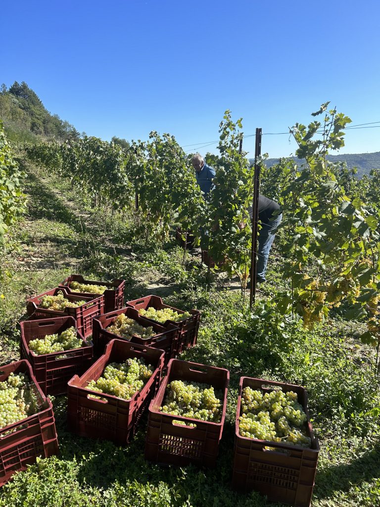 Azienda Agricola RoccaVinealis Roccavignale - Provincia di Savona Coltivazione di Granaccia e Vermentino – Uva Vermentino Settembre 2023