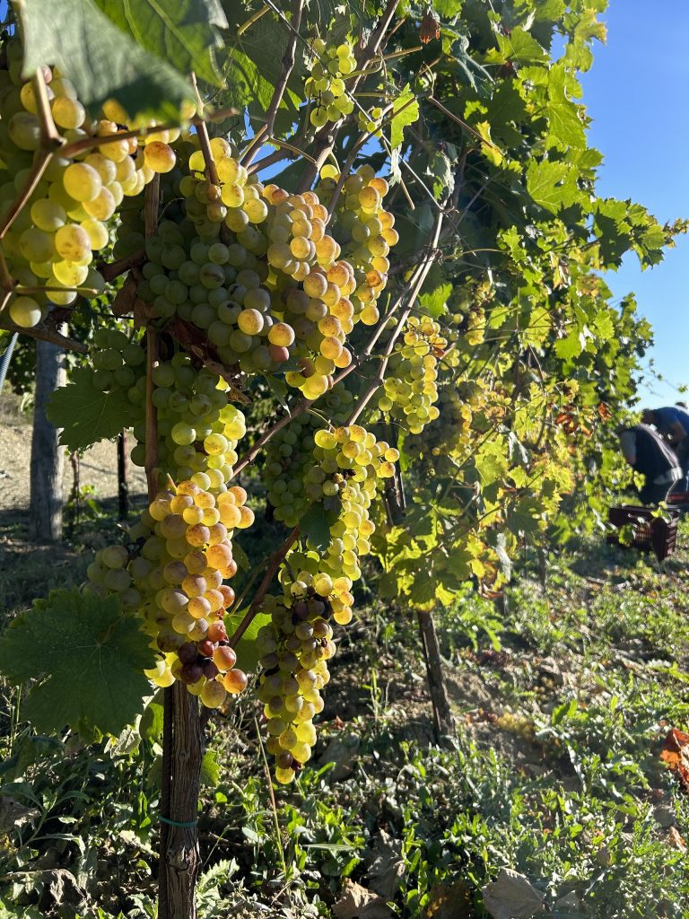 Azienda Agricola RoccaVinealis Roccavignale - Provincia di Savona Coltivazione di Granaccia e Vermentino – Uva Vermentino Settembre 2023