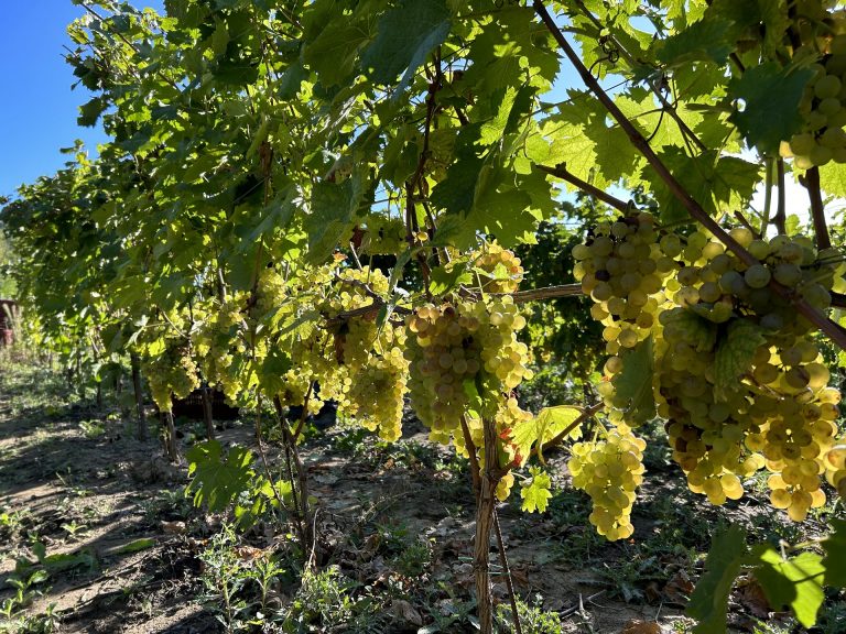 Azienda Agricola RoccaVinealis Roccavignale - Provincia di Savona Coltivazione di Granaccia e Vermentino – Uva Vermentino Settembre 2023