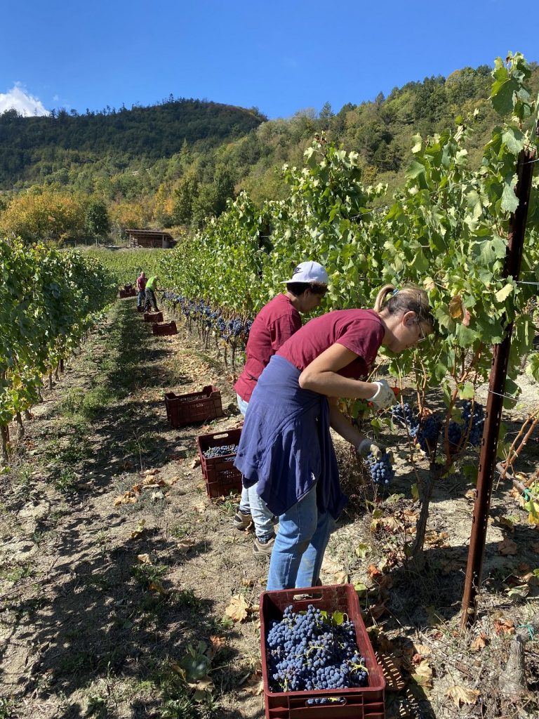 Azienda Agricola RoccaVinealis Roccavignale - Provincia di Savona Coltivazione di Granaccia e Vermentino – Vendemmia 2023