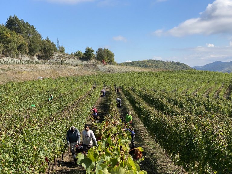 Azienda Agricola RoccaVinealis Roccavignale - Provincia di Savona Coltivazione di Granaccia e Vermentino – Vendemmia 2023