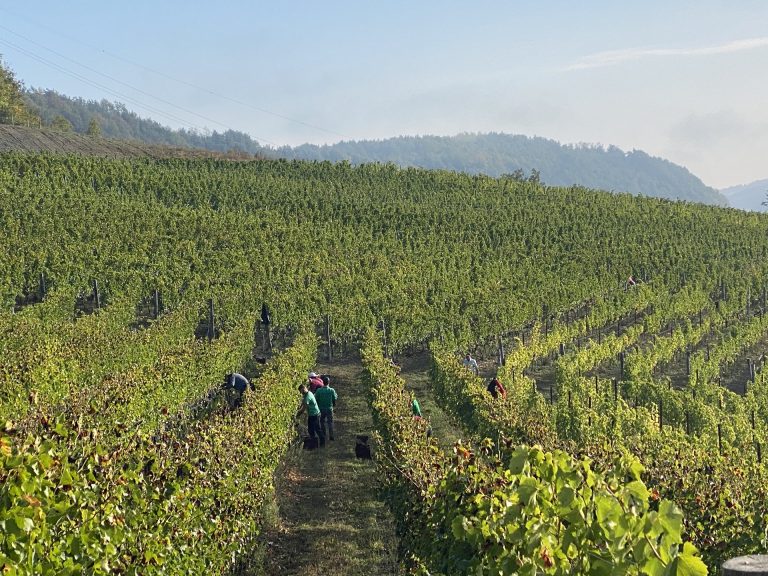Azienda Agricola RoccaVinealis Roccavignale - Provincia di Savona Coltivazione di Granaccia e Vermentino – Vendemmia 2023