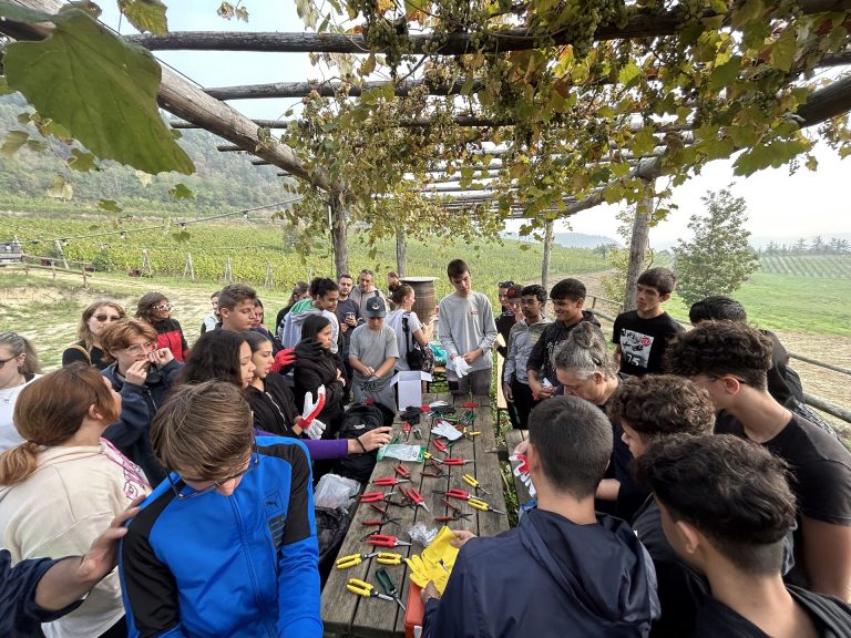 Azienda Agricola RoccaVinealis Roccavignale - Provincia di Savona Coltivazione di Granaccia e Vermentino – Vendemmia Ottobre 2023