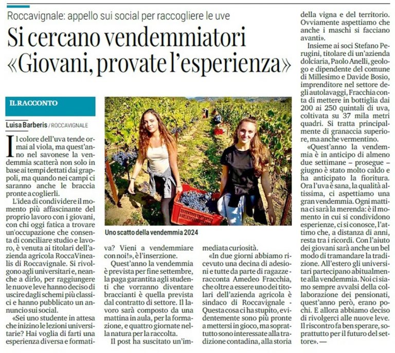 Il Secolo XIX 3 Settembre 2025 - Azienda Agricola RoccaVinealis - Roccavignale, Provincia di Savona - Coltivazione di Granaccia - Vino Liguria